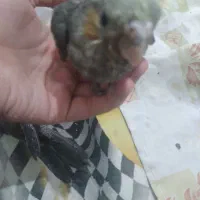 جوجه   عروس   هلندی  سرلایک|پرنده|کرج, حیدرآباد|دیوار