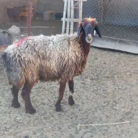 میش چاق.بز.کهره.بره