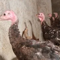 بوقلمون|حیوانات مزرعه|گهواره, |دیوار