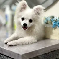 سگ پامرین اپارتمانی|سگ|میاندوآب, |دیوار