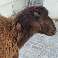 ذبح گوسفند زنده و گوسفند خونی|خدمات پذیرایی، مراسم|مشهد, انقلاب|دیوار