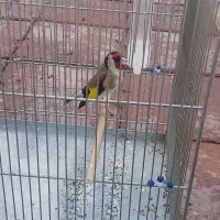 سهره جوجه قفس ۳ ساله مسابقه ای چهار فصل