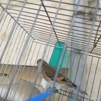 جوجه سهره قناری ۳ ماهه ریزه خون