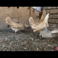 تخم نطفه دار مرغ خروس سبرایت بوف