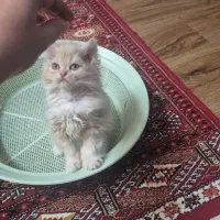 پرشین دو ماهه