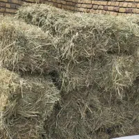 علف گندم