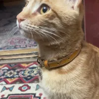 گربه گمشده