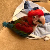 جوجه ارا قرمز سه ماه به همراه همه تست ها