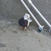 طوقی سیاه ماده|پرنده|مشهد, امیرآباد|دیوار