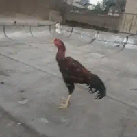 خروس لاری ۸ماه مایل به معاوضه هستم