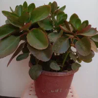 فروش تعدادی گل|گل و گیاه طبیعی|شیراز, شیخ علی چوپان|دیوار