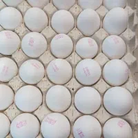 پخش تخم مرغ روز