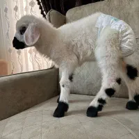 بره ناقلا
