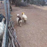 سلام ۲بره