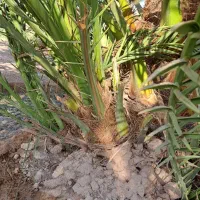 پاجوش نخل برحی