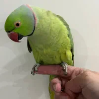 طوطی ملنگو نر رام و دستی