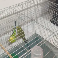 مرغ عشق همراه قفس