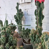 کاکتوس صخره‌ای|گل و گیاه طبیعی|اهواز, آسیاباد|دیوار
