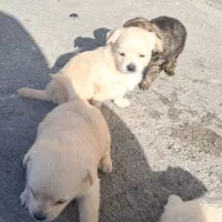 واگذاریه سگ|سگ|بروجرد, |دیوار