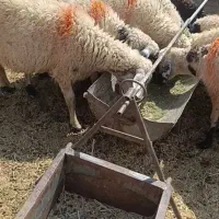 میش|حیوانات مزرعه|رفسنجان, |دیوار