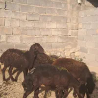 شیشک افشاری|حیوانات مزرعه|چاپشلو, |دیوار