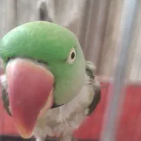 شاه طوطی نر سخنگو