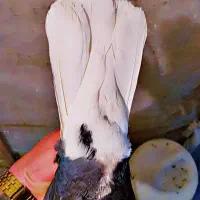 کفتر رنگی سینه دم سفید|پرنده|شیراز, نارنجستان|دیوار