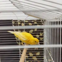 قناری ماده فروشی