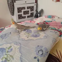 دوتا عروس هلندی نرماده سالم|پرنده|تربتحیدریه, نواب صفوی|دیوار