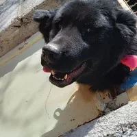 سگ قدرجونی|سگ|برخوار, |دیوار