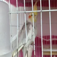 جفت عروس هلندی مناسب جوجه کشی با قفس ب شرط جوجه|پرنده|مشهد, هفت تیر (نه دره)|دیوار