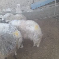 میش اوست جوان درشت|حیوانات مزرعه|تربت جام, جلگه موسی آباد|دیوار