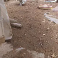 خروس