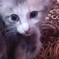 واگذاری گربه نژاد Dsh|گربه|رشت, حمیدیان|دیوار