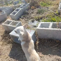 ماده شیواوا