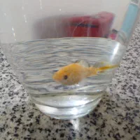 ماهی مولی ماده شکم پر