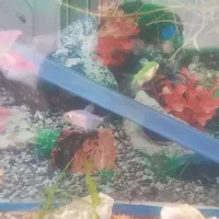 ساعت با ماهی|ساعت|گلبهار, شهر جدید گلبهار|دیوار