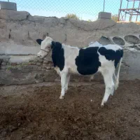 گوساله نر سیمینتال