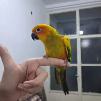 طوطی خورشیدی معاوضه|پرنده|ری, شهرک نظامی|دیوار