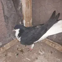 سبز پولکی . سده سیاه . سده افشون|پرنده|سبزوار, قصبه شرقی|دیوار