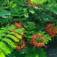 انواع نهال مرکبات ،گل ،استوایی|گل و گیاه طبیعی|جیرفت, |دیوار