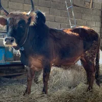 گوساله گاو نر سرشاخی|حیوانات مزرعه|گتاب, |دیوار