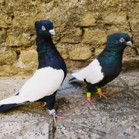 کفترنرماده جفت سینه وکله سیاه