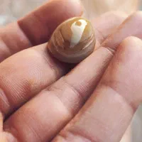 انواع سنگ عتیقه قدیم انشگتر|جواهرات|حمیدیه, |دیوار