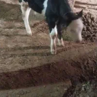 گو ساله|حیوانات مزرعه|قیدار, |دیوار