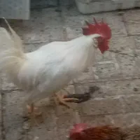 خروس جوان
