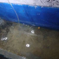 فروش‌بچه‌ماهی‌زینتی