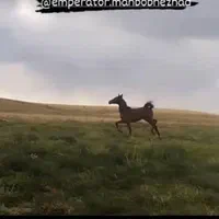 کره نریان خالص دره شوری با مدرک|اسب و تجهیزات اسب‌سواری|شیراز, شهرک گلستان|دیوار