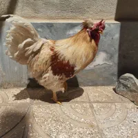 خروس سفید حنایی