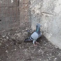 فروش ۳عدد پلاکی|پرنده|بندر کنگان, |دیوار
